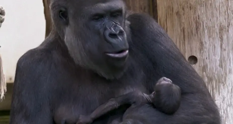 Le tenerissime coccole al cucciolo di gorilla