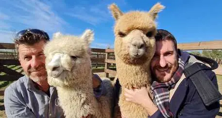 Dall'inverno alla primavera, il viaggio di 13 alpaca