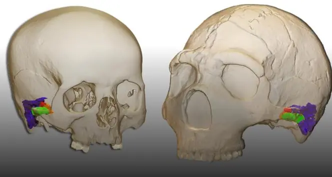 I Neanderthal avevano un udito come il nostro: indizio che avevano un linguaggio