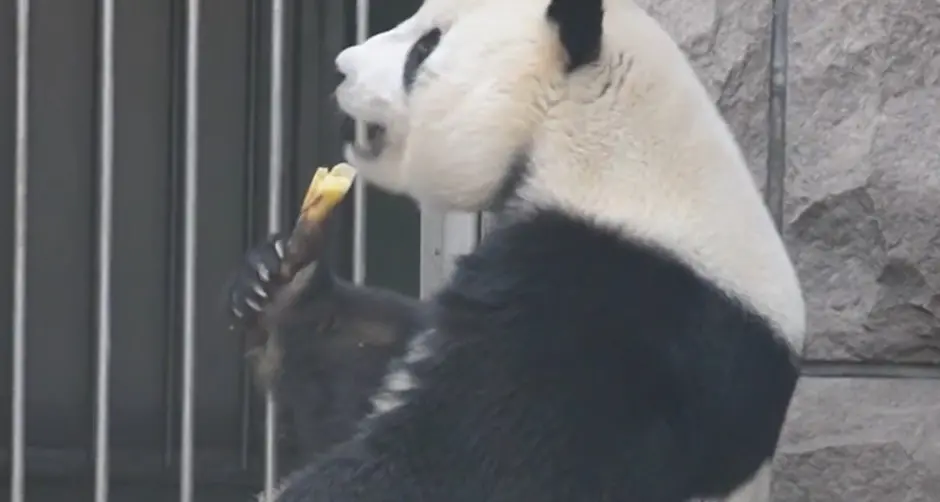 Anche i panda si godono il primo sole di primavera
