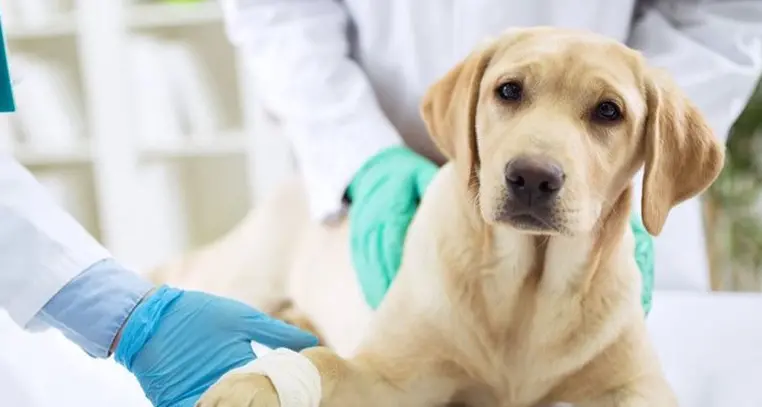 Niente vaccini per i veterinari: \"Noi, esposti tutti i giorni al contagio\"