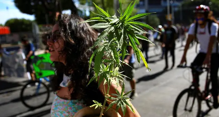 Marijuana legalizzata, il Messico approva la legge: «Il divieto generava violenza»