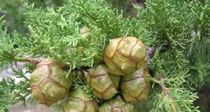 Pollini: nocciolo e ontano in alta quantità, ma in calo, iniziano le cupressacee