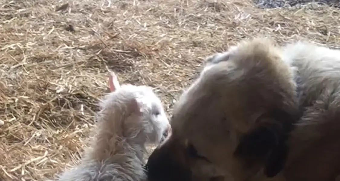 Valle Aurina, così Simba assiste le capre durante il parto