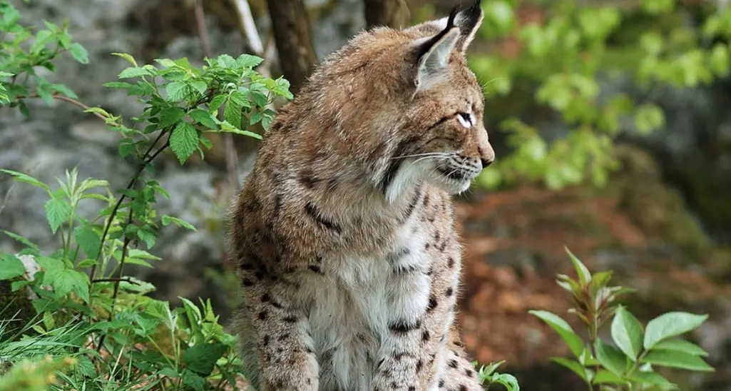 Val di Ledro, la corriera incrocia l'unica lince del Trentino: ecco le spettacolari immagini
