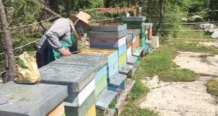 Più api per tutti: il progetto per portarle nei prati incolti