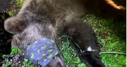 Il Tar annulla l'ordinanza di cattura dell'orsa JJ4 e conferma la reclusione per M57