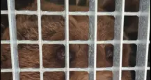 L'orsa DJ3 in viaggio verso il parco nella foresta Nera. Animalisti furiosi: prelevata in segreto, una vergogna