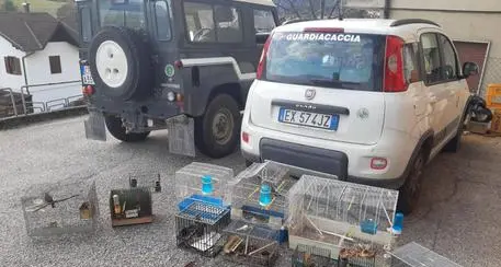 Ecologisti di Trento e Bolzano in campo contro il saccheggio dei nidi di tordi