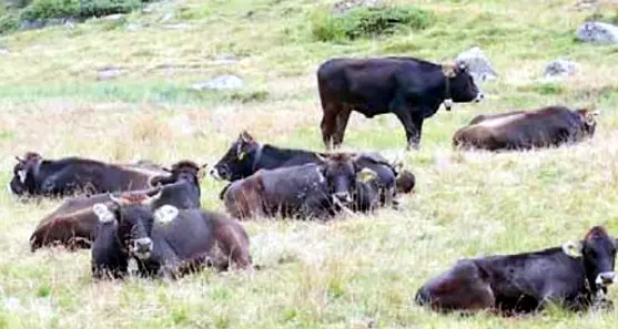 Inversion, la sfida dell'allevamento sostenibile: dibattito per \"I martedì del Parco\"