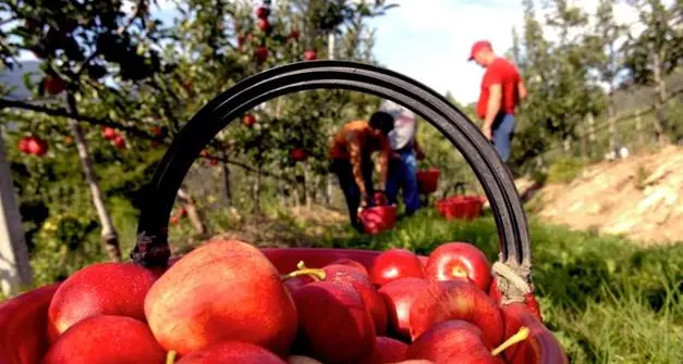 Stagionali nei campi: ora in Trentino ci si può candidare per un posto