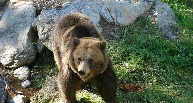 \"Ecco come ho imparato a convivere con il passaggio dell'orso qui in agritur\"
