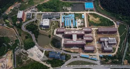 SkyNews: pipistrelli in gabbia all'Istituto di virologia di Wuhan