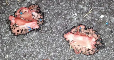 Trovati bocconi avvelenati nella zona di Crosano: indagini in corso