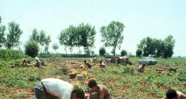 Giovane bracciante agricolo muore tornando dal campo, il sindaco ora vieta il lavoro nelle ore più calde