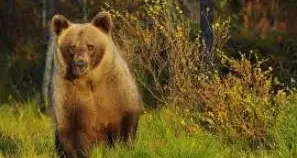 L'orso M62, dopo il radiocollare la strada va verso il patibolo