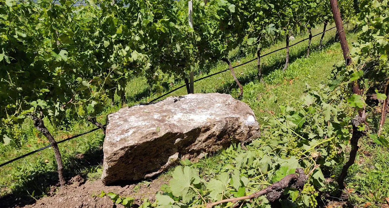 Frana sul Calisio: masso enorme finisce nel vigneto