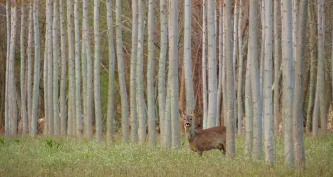 \"Scattailbosco\", ecco le più toccanti immagini delle foreste - LA GALLERY