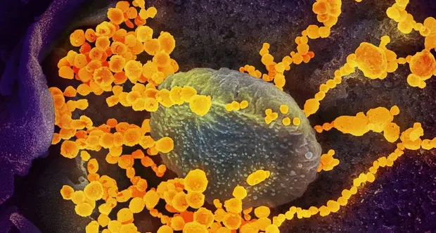 Il virus proveniente da un laboratorio? L'Oms chiede dati per indagare ancora