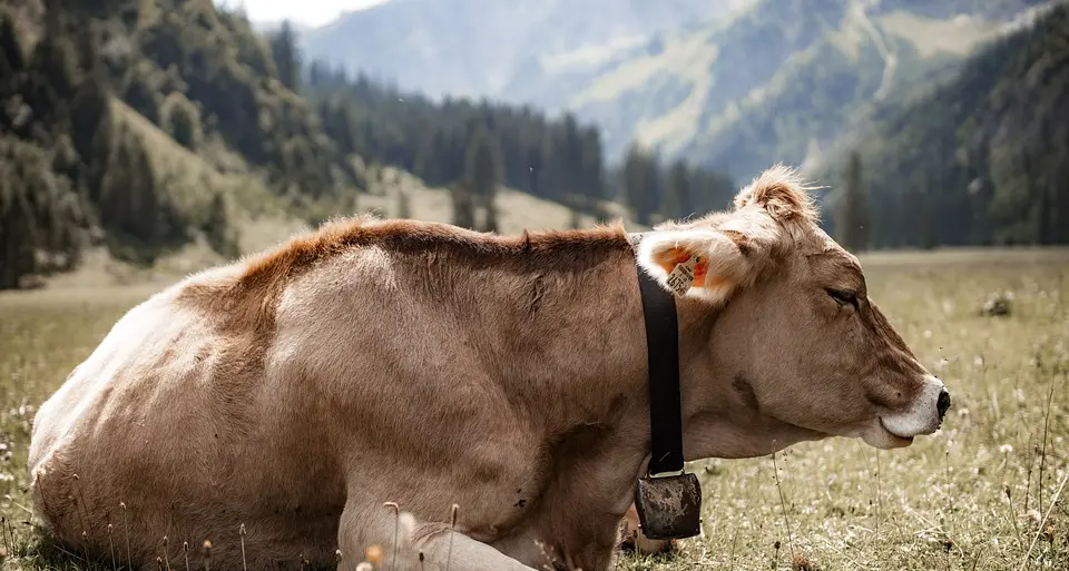 Finisce in ospedale una donna \"calpestata\" da una mucca