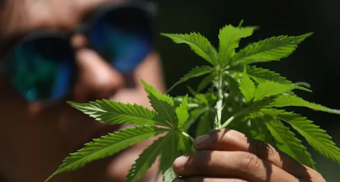 Cannabis, ok in commissione alla mini coltivazione domestica