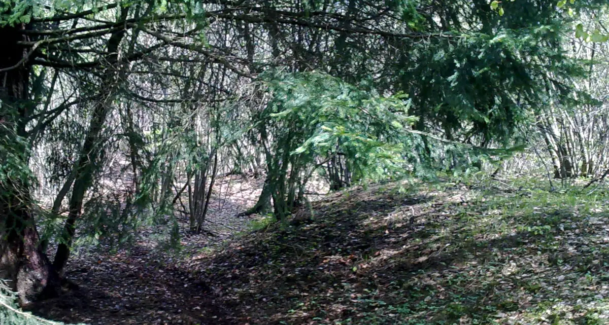 Martignano, scoperta nel bosco una coltivazione di marijuana