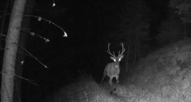 Vallarsa, nel bosco ad ascoltare il canto d'amore dei cervi
