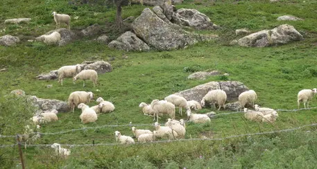 Sospetti viaggi \"fantasma\" delle pecore dal Trentino al Lazio: accusa di truffa all'Ue per 180 mila euro