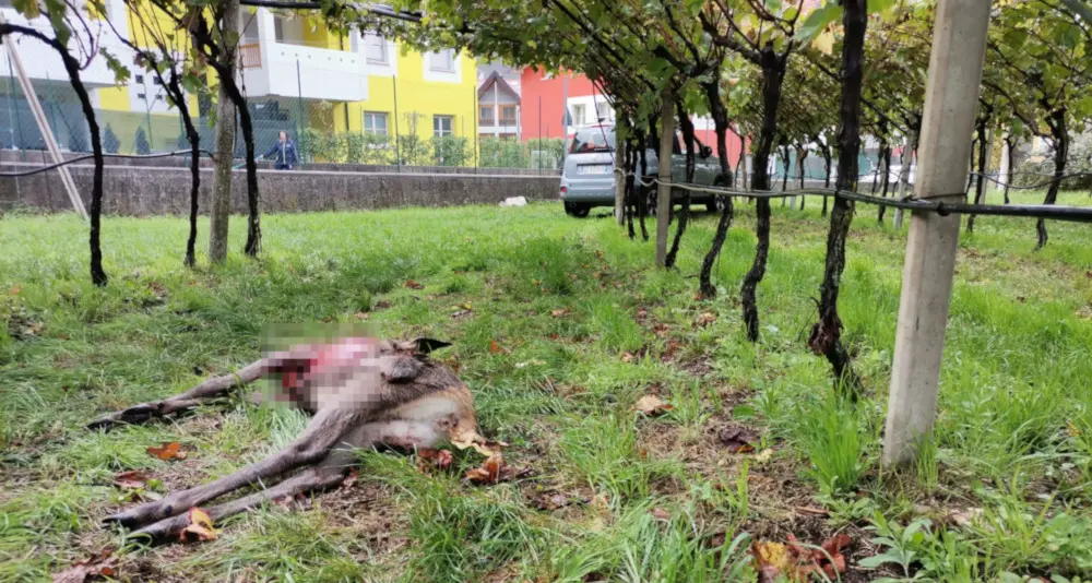 Cucciolo di cervo ucciso dai predatori vicino alla nuova area residenziale di Calliano