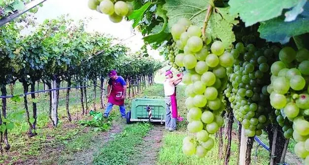 Vendemmia lampo e segnali di ripresa, ottima la qualità dell'uva