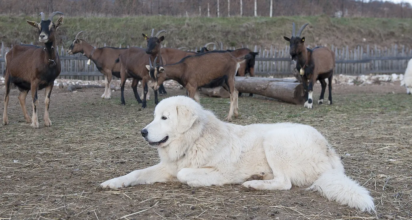 \"Ho messo io gli avvisi sulla presenza dei cani pastore a Villamontagna, ma per rassicurare i passanti: vi racconto la storia dei nostri maremmani\"
