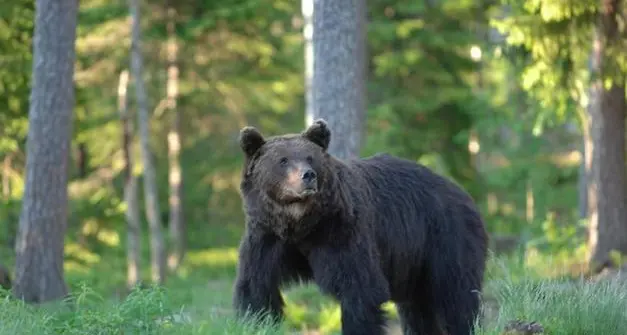 L'Ispra dà ragione alla Provincia: l'orso M57 è ancora pericoloso e non va liberato. Ma L'Oipa non ci sta: aveva solo reagito a una provocazione nel proprio habitat