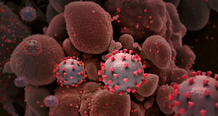 Variante Omicron, preoccupazione e misure preventive. L'Ecdc: la protezione da vaccino potrebbe diminuire, ma l'infezione non è più grave
