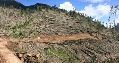 \"Rinasce la foresta che suona\", in valle di Fiemme saranno piantati 5.300 alberi dopo i disastri di Vaia