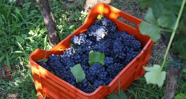 Vendemmia e raccolta delle mele in Alto Adige: un'azienda su quattro impiegava lavoratori non in regola