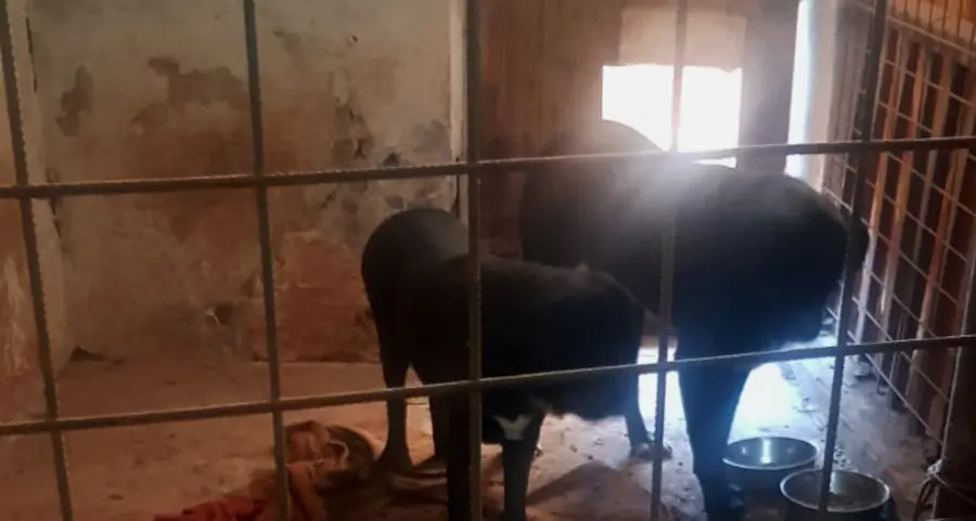 Lavis, quattro cani maltrattati e da curare: due persone denunciate. Si cerca qualcuno in grado di adottarli e di assicurare loro condizioni di benessere