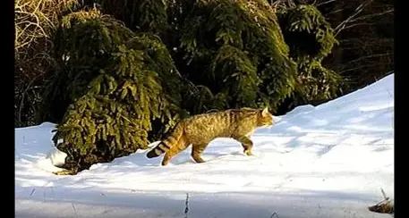 Magnifico gatto selvatico trovato ferito in un cortile dopo la lotta con una faina: in una notte si è ripreso completamente ed è stato liberato nei boschi