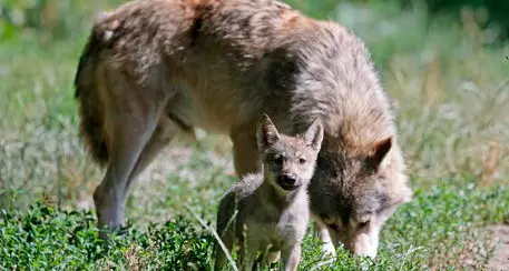 Possibilità di abbattere i lupi: Trento chiede a Roma di accelerare. La rivolta degli ambientalisti: \"Inconcepibile, predatore fondamentale per la biodiversità\"