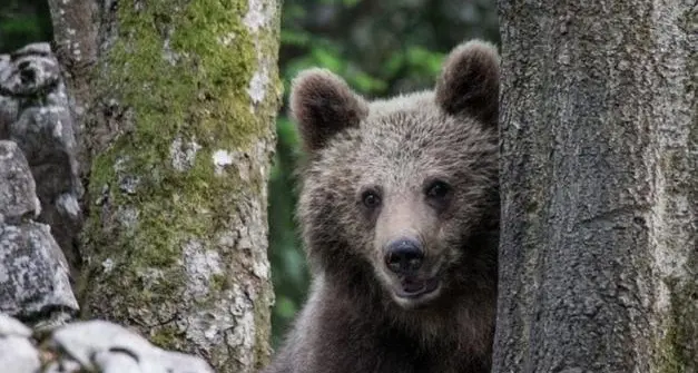 Orsi al Casteller, Fugatti: \"L'archiviazione in Procura conferma che il benessere degli animali non è mai stato compromesso\"