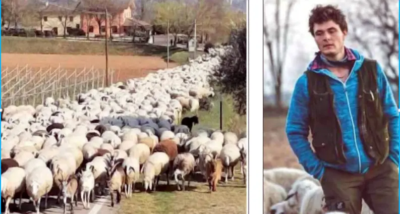 La replica al sindaco Barozzi: «Noi pastori cerchiamo sempre di ridurre i disagi quando passiamo con le pecore, serve un po' di comprensione»