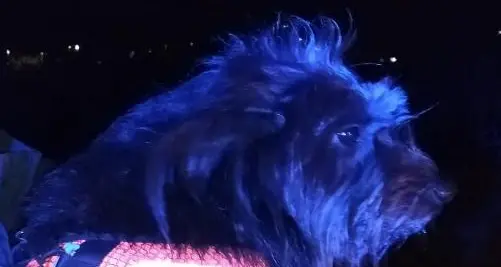 Incidente sull'A22, un cane scappa spaventato ma gli agenti della Polstrada lo ritrovano