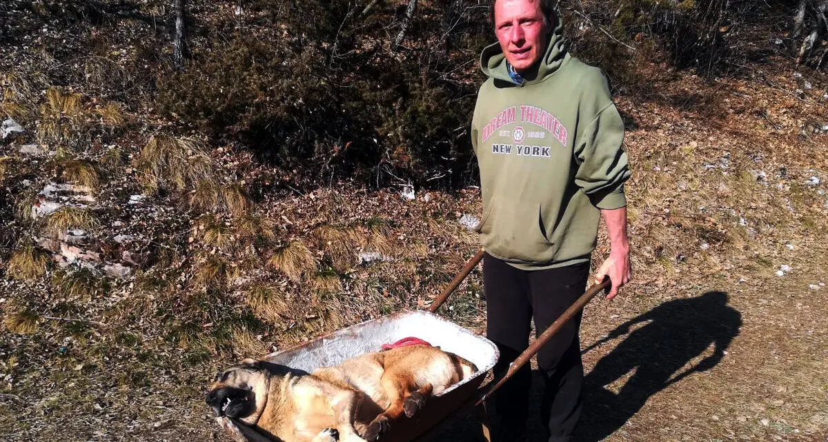 Sardagna: Uma, splendida cagna uccisa da un boccone avvelenato. \"Siamo andati a passeggiare e ti ho riportata a casa in una carriola\"