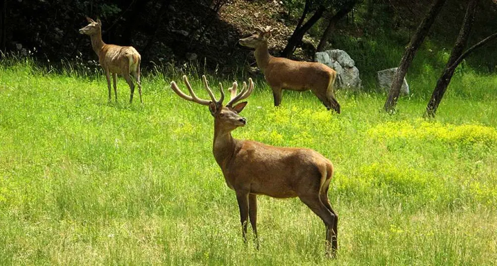 Caccia al cervo nel Parco dello Stelvio: verso il via libera. Critici ambientalisti e parte dei cacciatori: nessun sovrannumero