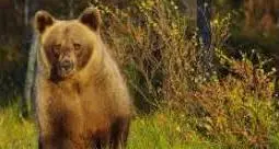 Campodenno, l'orso sorvegliato speciale M62 fa razzia di galline: la Provincia monitora