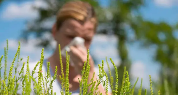 In Trentino alta concentrazione di pollini: le persone allergiche iniziano a soffrire