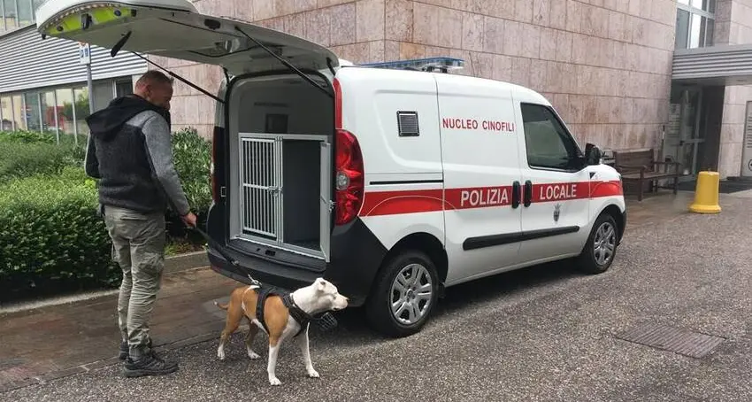 Catturato il pitbull che aveva aggredito altri cani e persone: era in un edificio abbandonato