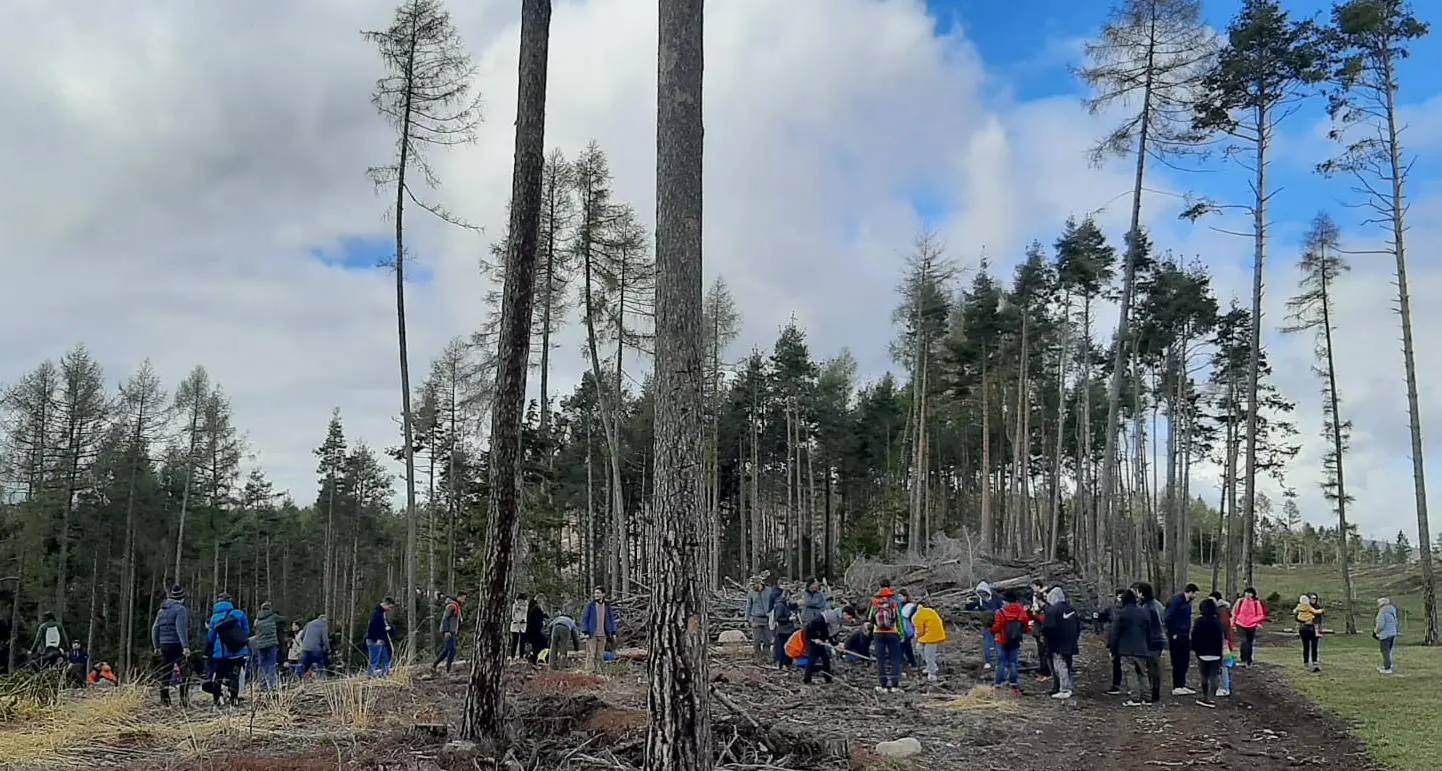 Duecento persone al lavoro per favorire la rinascita della pineta a Bedolpian
