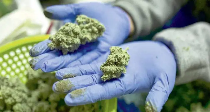 Coltivava 11 piante di cannabis in val di Non: assolto, perché ne faceva un uso personale a scopo curativo