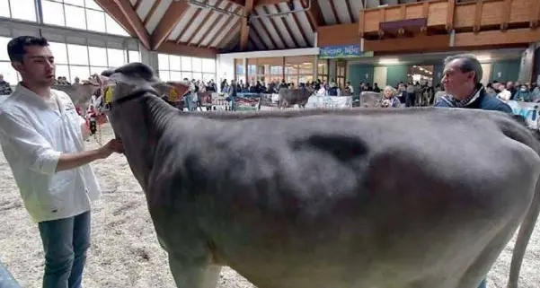 L'appello degli allevatori: \"Aiutateci acquistando prodotti trentini\"