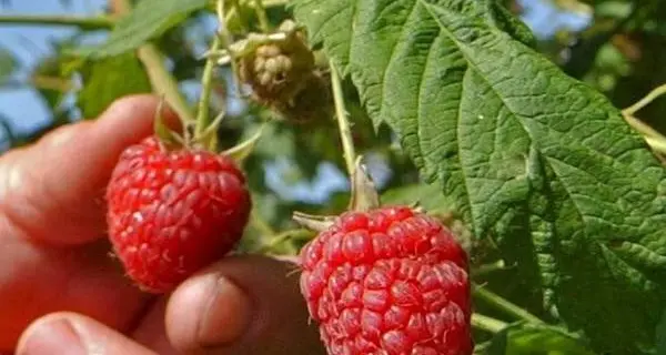 Lamponi a residuo zero di pesticidi: in Trentino la prima certificazione
